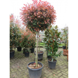 КАТ.№ 100821 Photinia fr. 'Red Robin' hedge 90cm