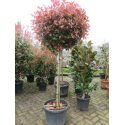 КАТ.№ 100821 Photinia fr. 'Red Robin' hedge 90cm