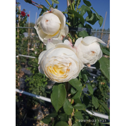 Rosa climbing white увивна бяла роза